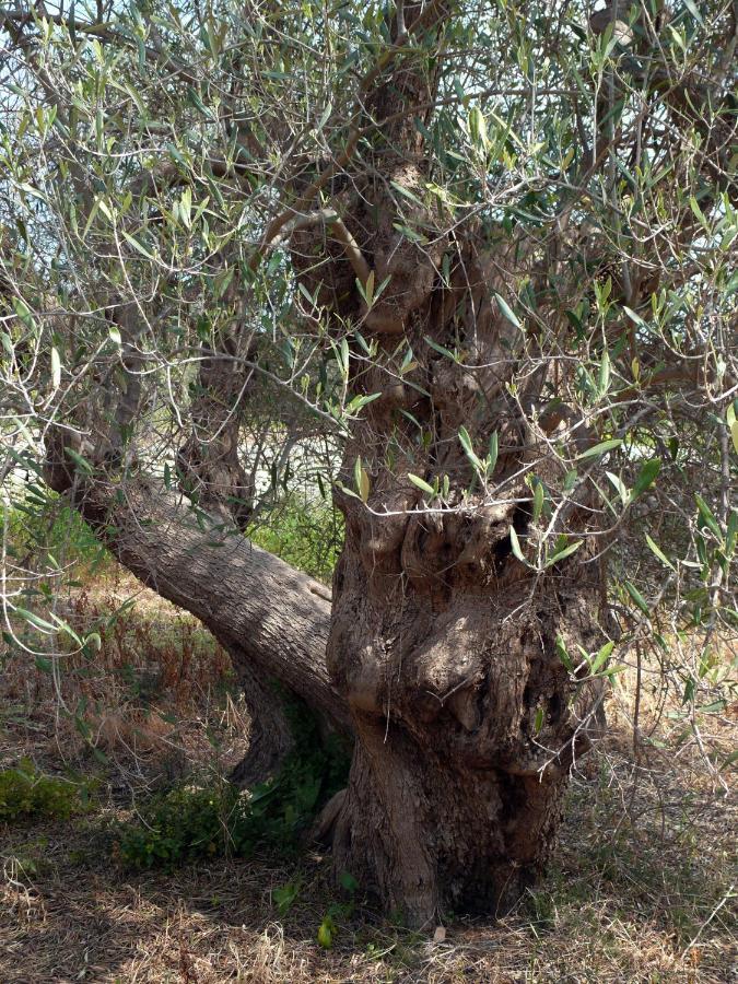 לינה וארוחת בוקר בארי The Architect מראה חיצוני תמונה